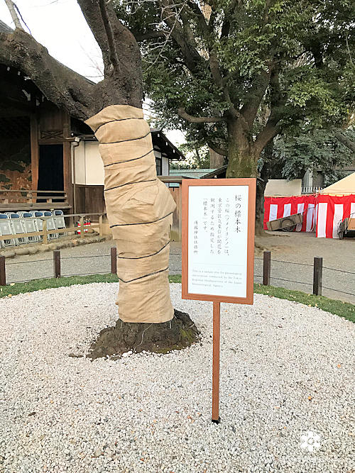 靖国神社 桜の標本木